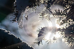 Icicles and melting ice hanging on fir tree in December and January wintertime