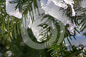 Icicles and melting ice hanging on fir tree in December and January wintertime