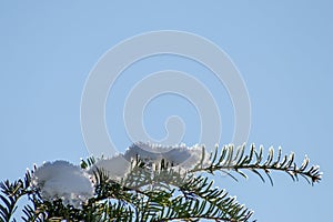 Icicles and melting ice hanging on fir tree in December and January wintertime