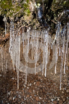 Icicles in the nature in Davos in Switzerland