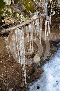 Icicles in the nature in Davos in Switzerland