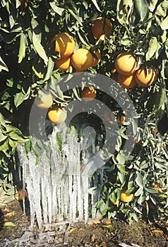 Icicles on an Orange Tree, Cuyama, California