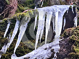 Icicles on rock with moss in closeup view