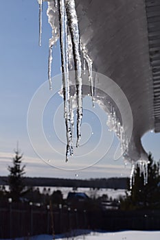 Icicles on the roof and blue sky, winter nature