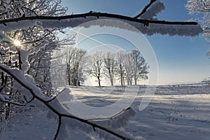 Icicles of snow or frost hanging from branches