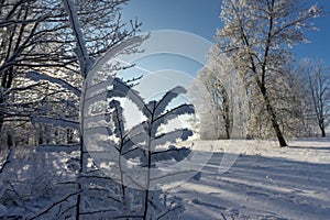 Icicles of snow or frost hanging from branches