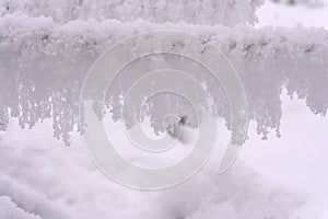 Icicles of snow or hoar frost hanging from bare branches of a deciduous tree in a winter landscape with sunburst through the trees