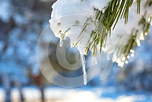 Icicles and snow melt on pine branches photo