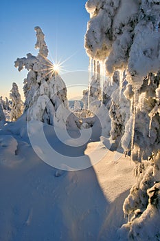 Icicles on spruce trees on Krizava hill in Mala Fatra near Martinske Hole