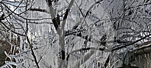 Icicles on a tree, frozen tree