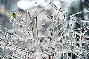 Icicles on twig formed during a freezing rain. Natural freezing rain