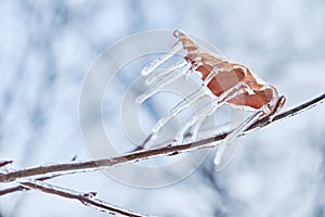 Icicles on twig formed during a freezing rain. Natural freezing rain