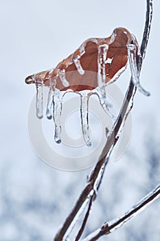 Icicles on twig formed during a freezing rain. Natural freezing rain