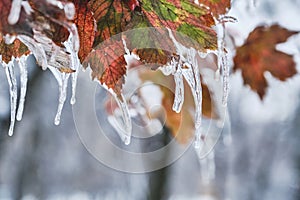 Icicles on twig formed during a freezing rain. Natural freezing rain