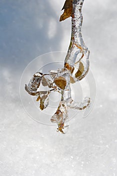 Icicles on twig after freezing rain