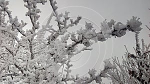 Icing on the branches. Trees under the ice coating.