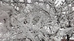 Icing on the branches. Trees under the ice coating.