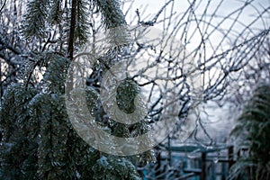 Icing in the world of plants. A pine branch with long green needles covered with a thin layer of ice on a winter day.