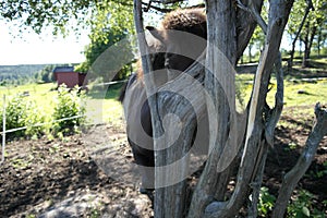 Iclelandic horse behind a tree.