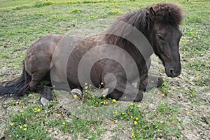 Iclelandic horse lying down