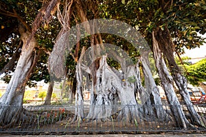 Icod de Los Vinos , Tenerife, islas Canarias, gran rbol de ficus en el Jard n bot nico photo