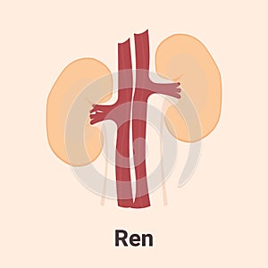 Icon, banner, poster, illustration with human kidneys and text Ren