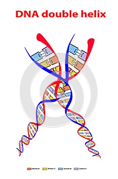 Icon DNA sign structure double helix split colore on white background. Nucleotide, Phosphate, Sugar, and bases. education vector i photo
