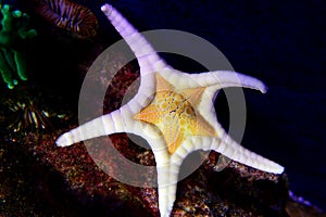 Icon Double Sea Star Iconaster longimanus