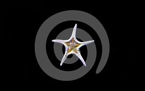 Icon Double Sea Star Iconaster longimanus