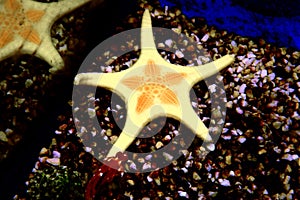 Icon Double Sea Star Iconaster longimanus