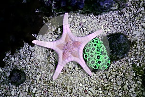 Icon Double Sea Star Iconaster longimanus