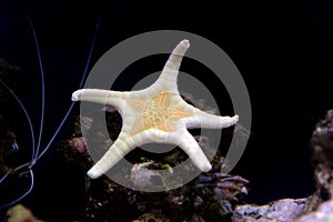 Icon Double Sea Star Iconaster longimanus