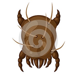 Icon dust mite insect.