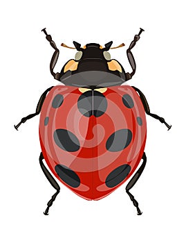 Icon painted ladybug. Beetles. Vector illustration