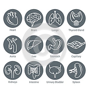 Icon set of human internal organs. Modern icons in linear, simple style for your medical, health and wellness business.
