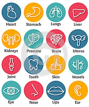 Icon Set of Human Organs