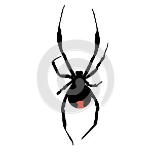 Icon silhouette of a poisonous black widow spider. template