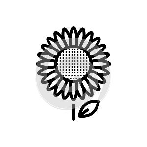 Black line icon for Sunflower, girasol and helianthus photo