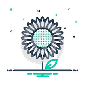 Mix icon for Sunflower, girasol and yellow floral photo