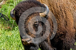 An Iconic American Bison (or Buffalo) in Oklahoma.