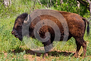 An Iconic American Bison (or Buffalo) in Oklahoma.