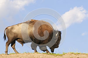 Iconic American Buffalo photo