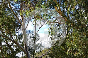 Iconic Australian bushland scene with tall eucalyptus trees and shrubs.