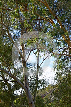 Iconic Australian bushland scene with tall eucalyptus trees and shrubs.