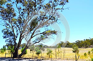 Iconic Australian landscape with large eucalyptus gumtree, South Australia.