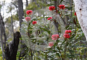 Iconic Australian native red waratah flowers, Telopea speciosissima, family Proteaceae, growing in Sydney forest understorey