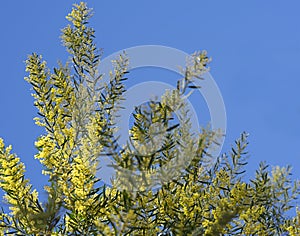 Iconic Australian Spring Wildflower Golden Wattle