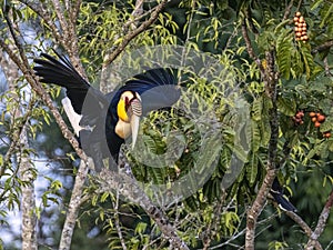 Iconic Avian Wonders: Discover Majestic Wreathed Hornbills in Their Natural Quest for Food