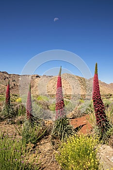 Teide beautiful red bugloss flowers photo