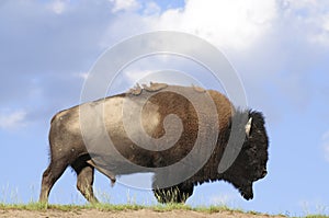 Iconic buffalo photo